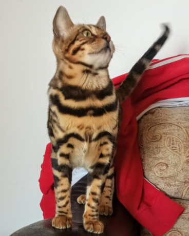 mmaestro-bengal-macici-big-4
