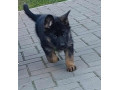 nemacki-ovcar-stenad-small-1