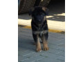 nemacki-ovcar-stenad-small-2