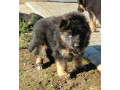 nemacki-ovcar-stenad-small-3