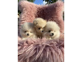 dostupni-prelepi-stenci-pomeranaca-small-0