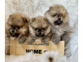 dostupni-prelepi-stenci-pomeranaca-small-1