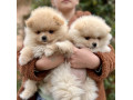 dostupni-prelepi-stenci-pomeranaca-small-3