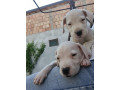 dogo-argentino-prelepi-stenci-small-0