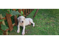 dogo-argentino-prelepi-stenci-small-2