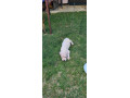 dogo-argentino-prelepi-stenci-small-4
