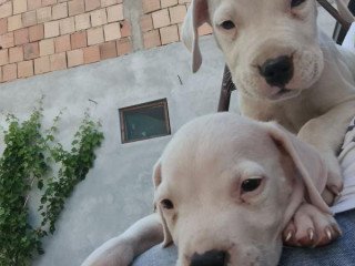 dogo-argentino-prelepi-stenci