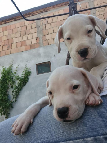 dogo-argentino-prelepi-stenci-big-0