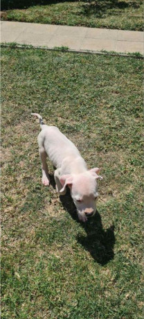 dogo-argentino-prelepi-stenci-big-1