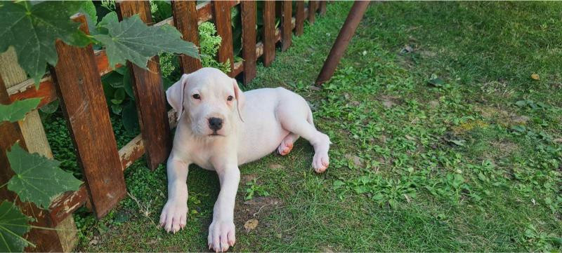 dogo-argentino-prelepi-stenci-big-2