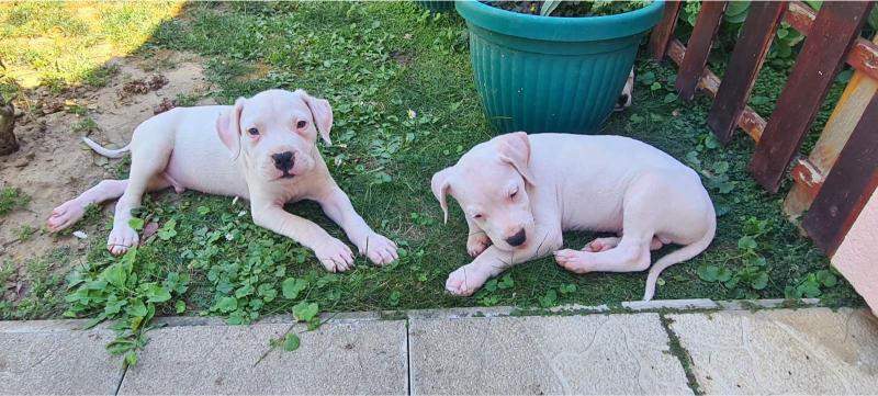 dogo-argentino-prelepi-stenci-big-3