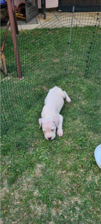 dogo-argentino-prelepi-stenci-big-4