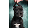 cane-corso-stenad-small-0
