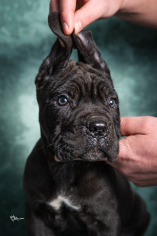 cane-corso-stenad-big-3