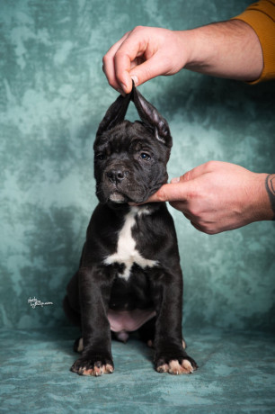 cane-corso-stenad-big-4