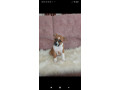 zenke-americkog-staforda-small-1