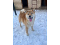 shiba-inu-stenci-od-vrhunskih-roditelja-small-1