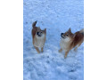 shiba-inu-stenci-od-vrhunskih-roditelja-small-2