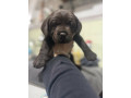 labrador-stenci-small-3