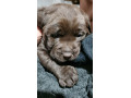 labrador-stenci-small-4