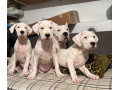 dogo-argentino-stene-small-0