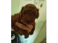 crvene-toy-pudle-small-3