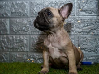 francuski-buldog