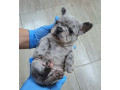 sivi-plavi-francuski-buldog-small-2