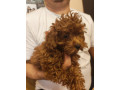 crvene-toy-pudle-small-2