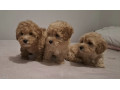 maltipoo-toy-stenci-small-2