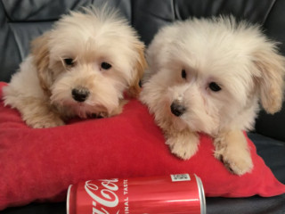maltipoo-toy-stenci