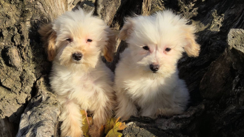 maltipoo-toy-stenci-big-1