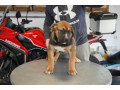juznoafricki-mastif-boerboel-stenci-small-1