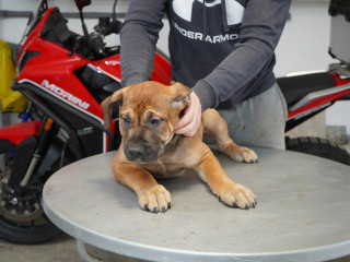 juznoafricki-mastif-boerboel-stenci