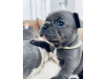 plavi-i-merle-egzoticni-francuski-buldozi-small-0