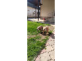 americki-buli-small-3