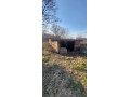 prodajem-plac-u-lipama-kod-smedereva-small-2