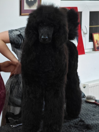 sampionsko-leglo-crne-standardne-pudle-vrhunskog-ranga-big-3