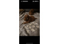 crvene-toy-pudle-small-1