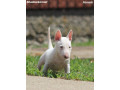 mini-bull-terijer-stenci-small-1