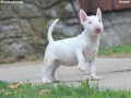 mini-bull-terijer-stenci-small-3