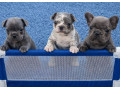 sivi-plavi-francuski-buldog-small-0