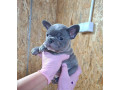sivi-plavi-francuski-buldog-small-3
