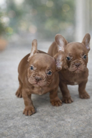sivi-plavi-francuski-buldog-big-1