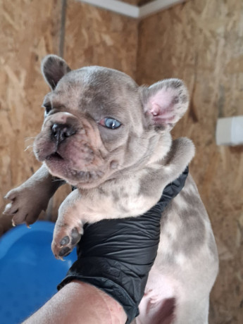 sivi-plavi-francuski-buldog-big-2