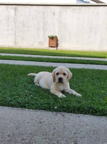 labrador-stenci-big-0