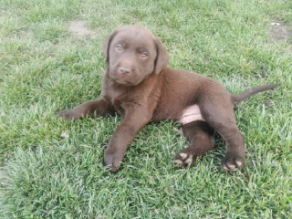 cokoladni-labrador