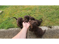 lagotto-romagnolo-stenci-small-3