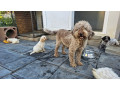 lagotto-romagnolo-stenci-small-4