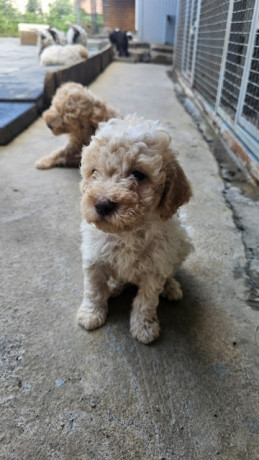 lagotto-romagnolo-stenci-big-2